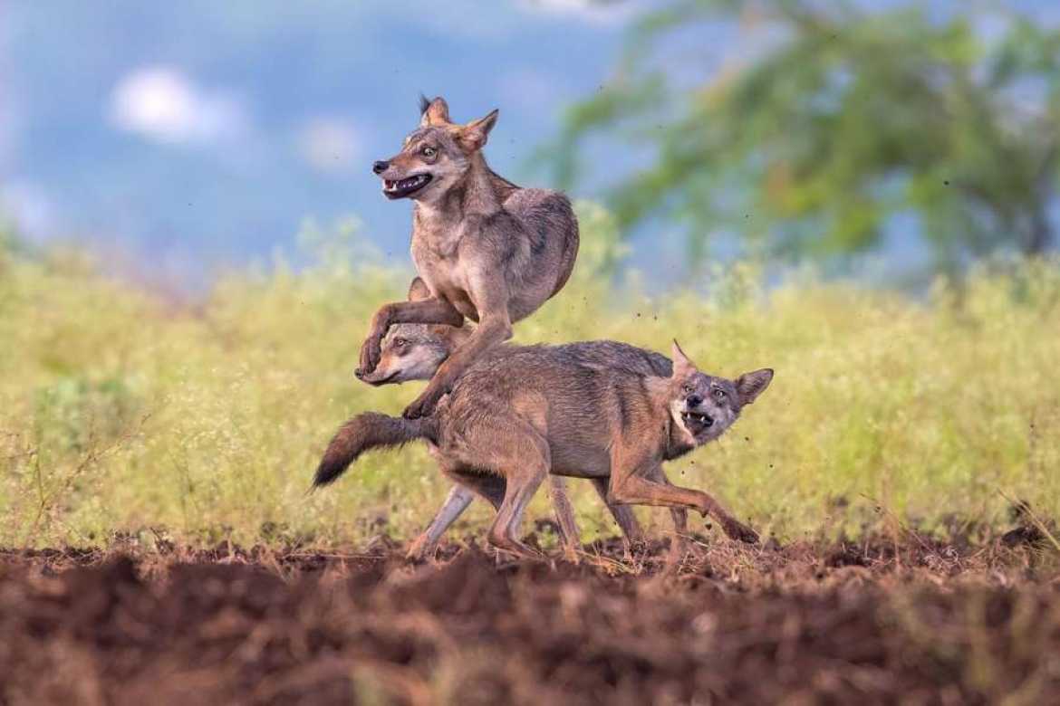 Fotografie: Siddhartha Ghosh / TNC Photo Contest 2023